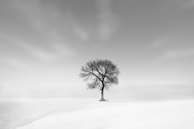 《孤树》