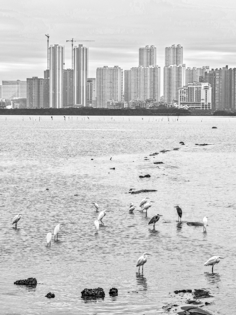 佛山高级专修班+《生态与城市》+谭顺颜.jpg
